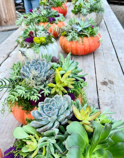 Succulent Pumpkin Workshop ~ Saturday, November 8th