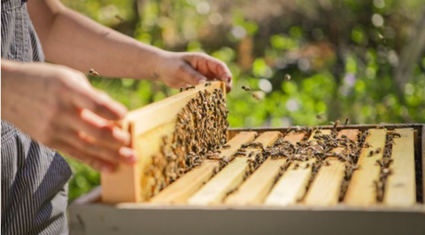 Second Year Bee Keeping Class ~Saturday February 21st, 2026 (Spring Management)