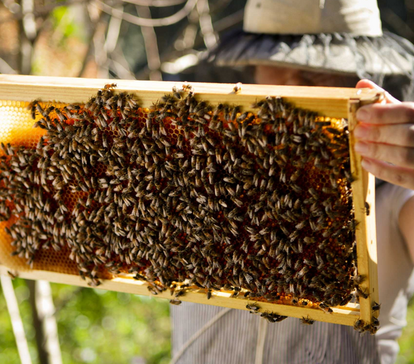 Beekeeping Summer Prep Class! With Karla - Saturday, June 27th 2026