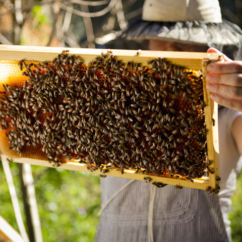 Beginning Beekeeping Intensive Series  - Saturday, March 28th & April 18th